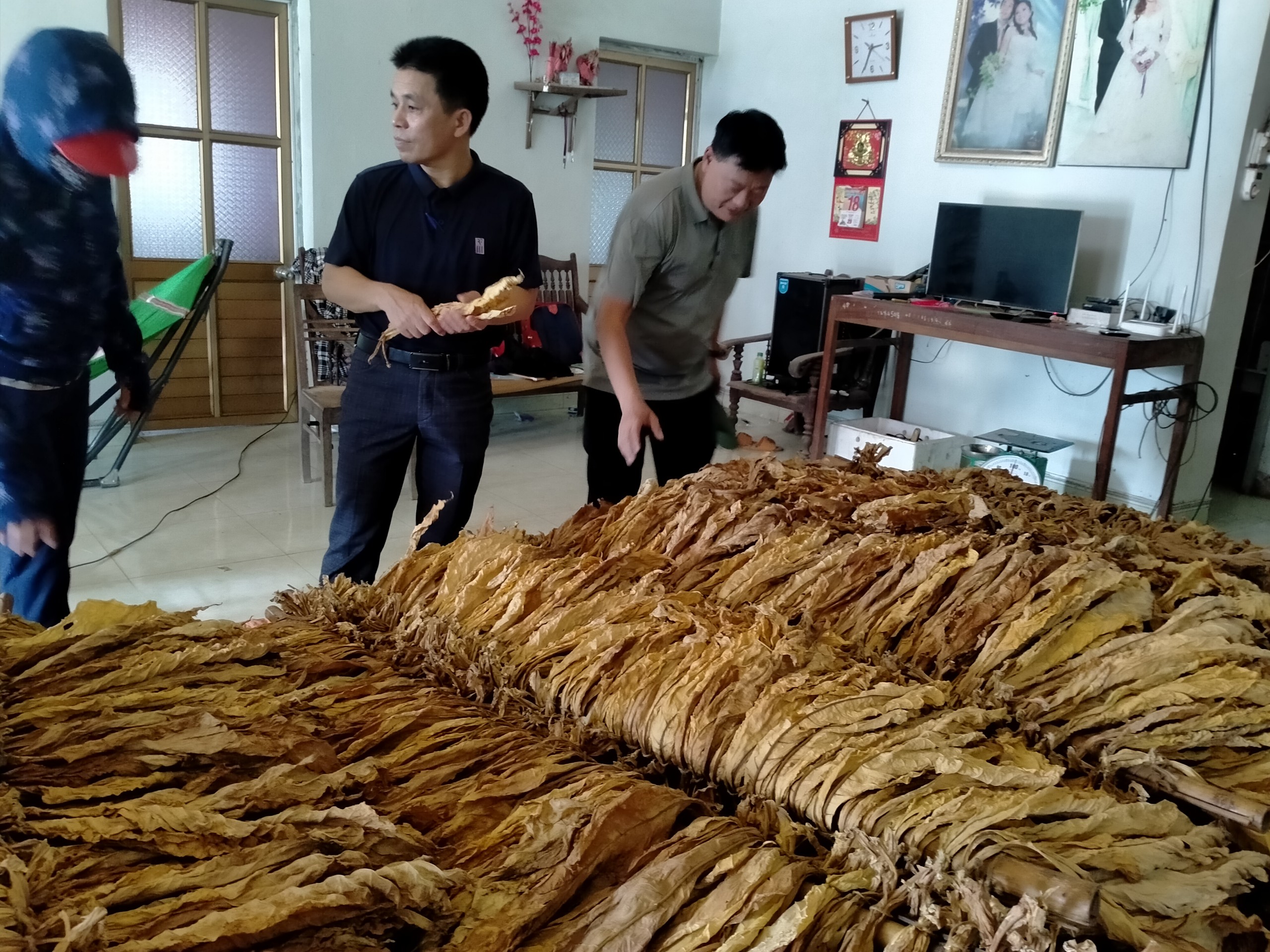 Đoàn Hội nghị đến thăm các hộ gia đình sản xuất cây thuốc lá trên địa bàn xã.