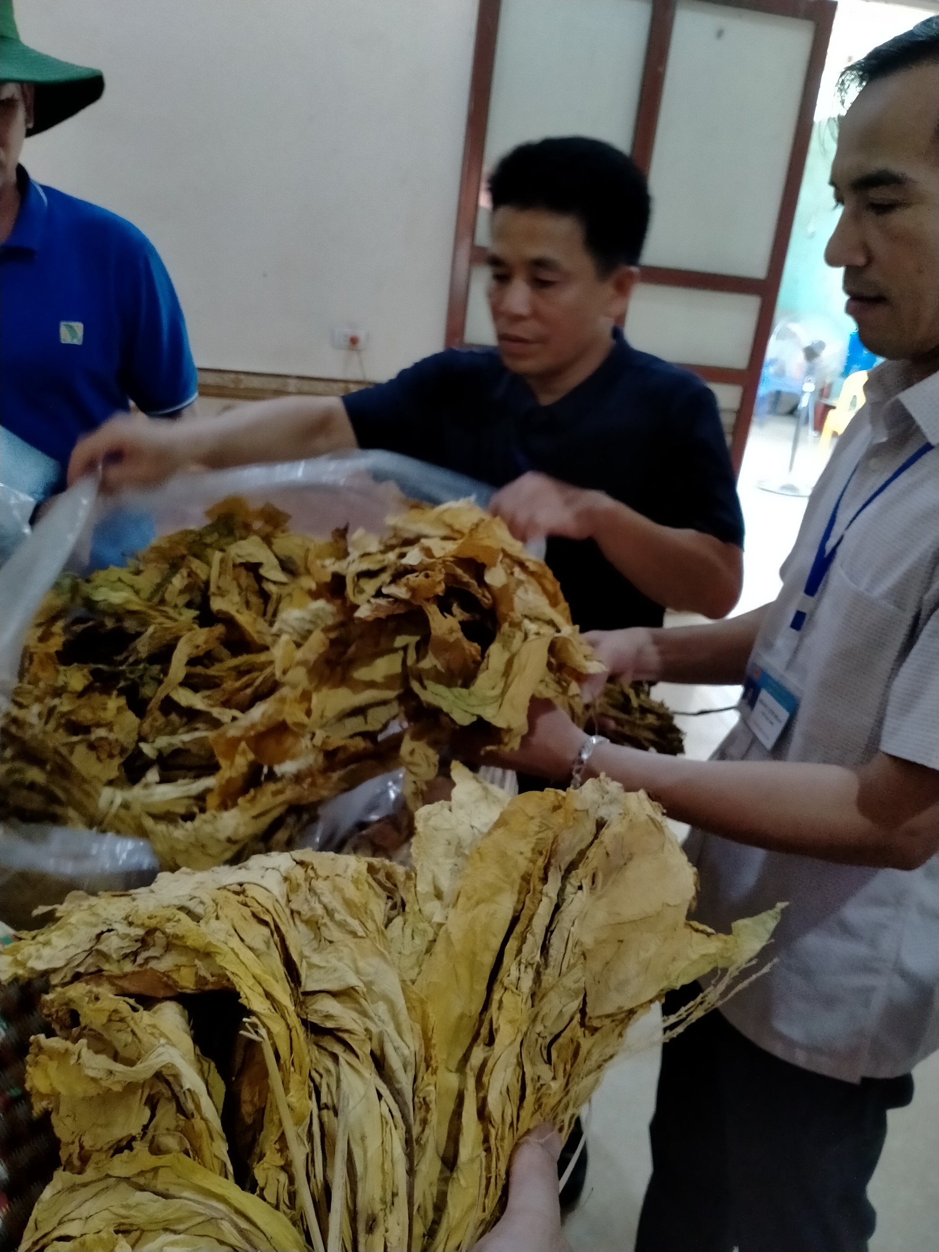 Đoàn Hội nghị đến thăm các hộ gia đình sản xuất cây thuốc lá trên địa bàn xã.